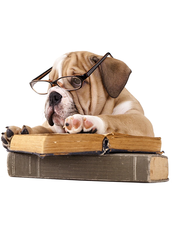 Canine education and advice in canine behavior
