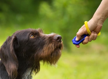 Clicker training