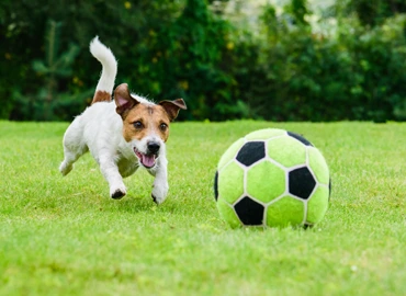 Discover dog soccer