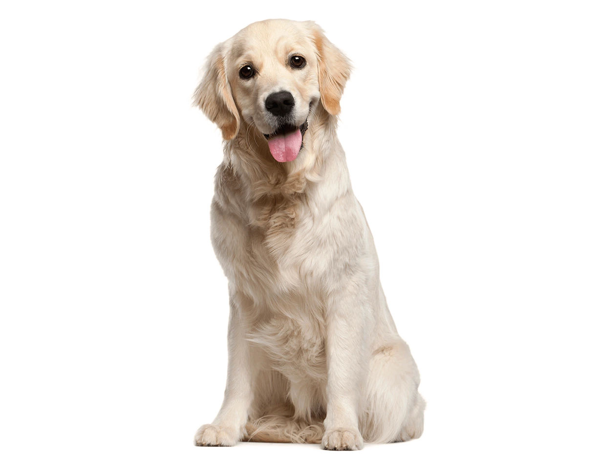 Having a pet dog